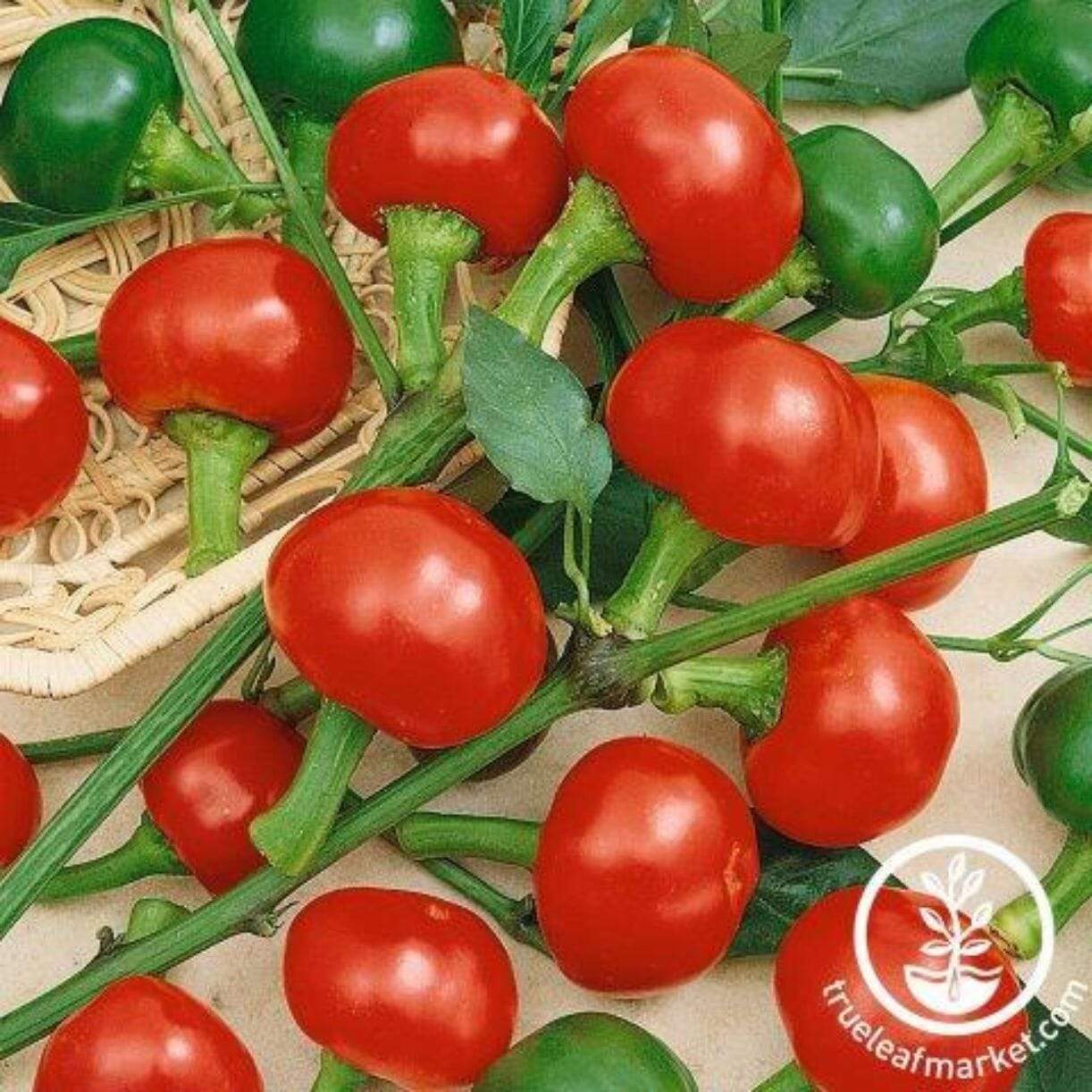 Basket Hot Pepper