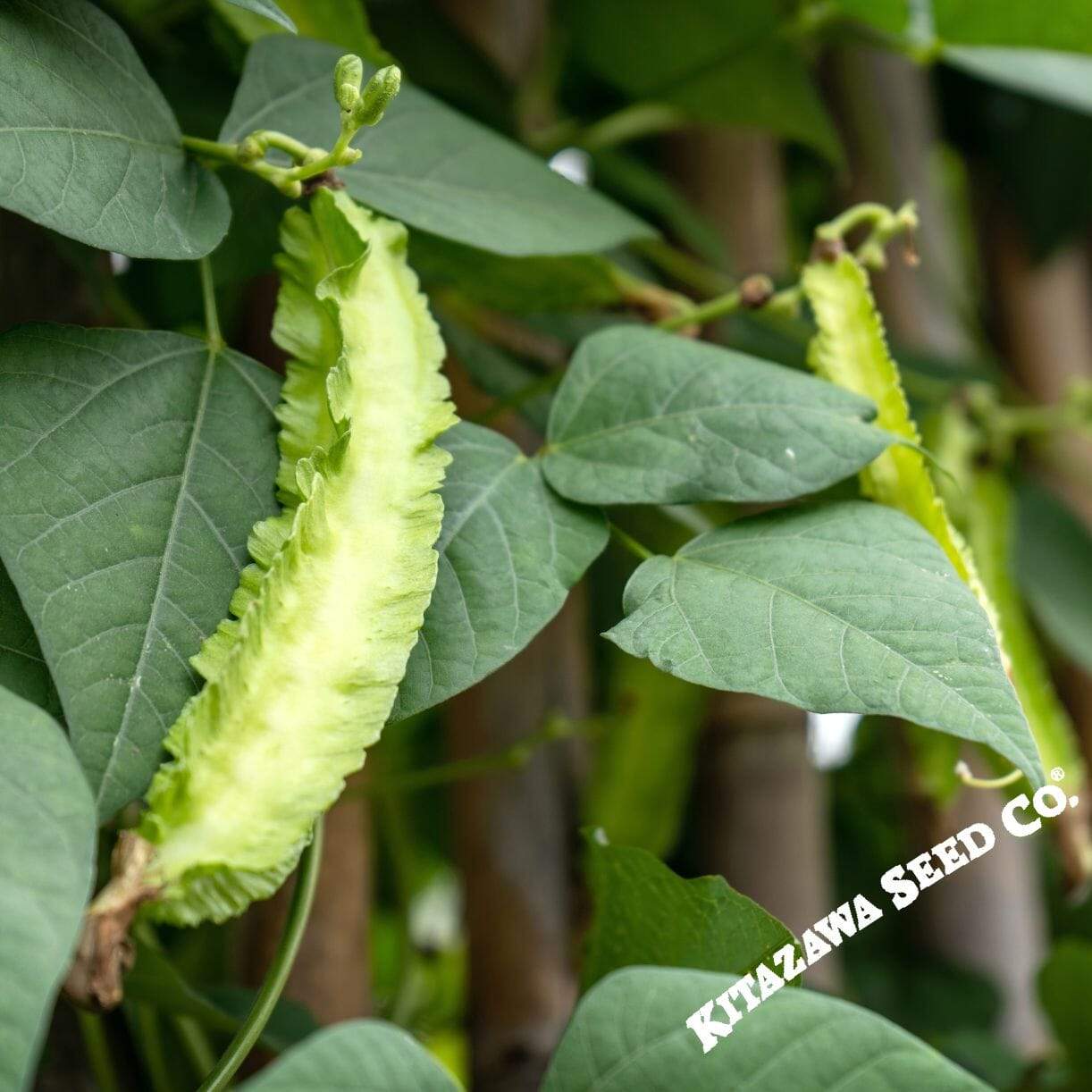 Winged Bean
