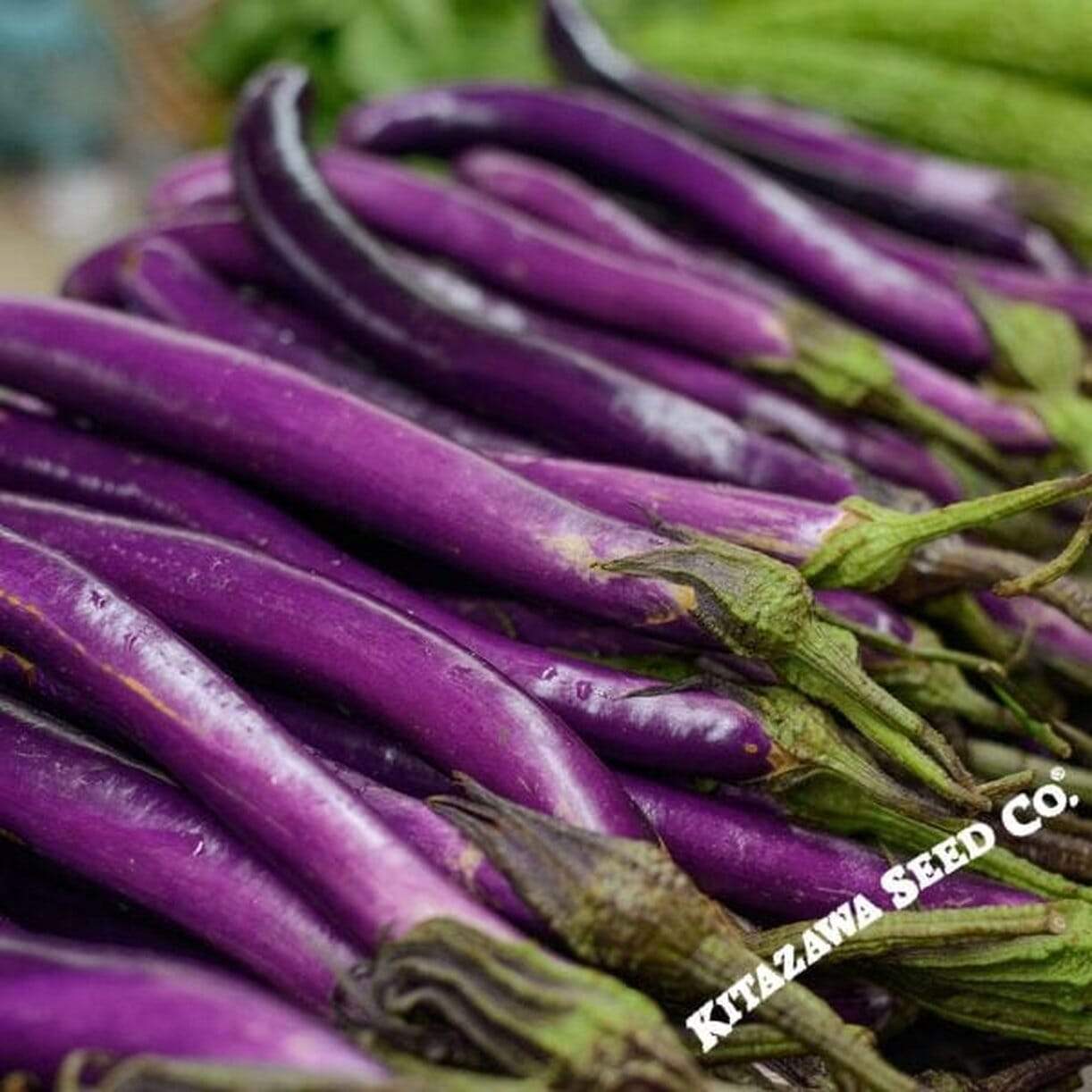Long Ping Tung Eggplant