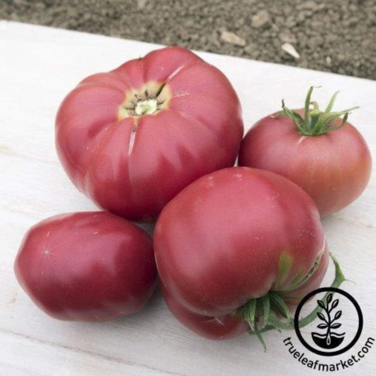 Prudens Purple Tomato