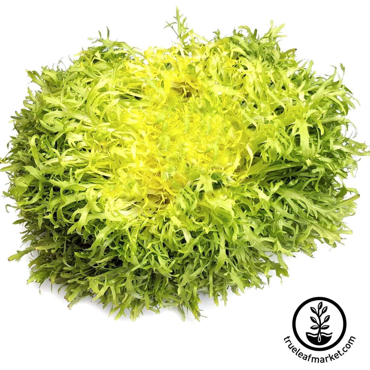 Pancaliere Endive
