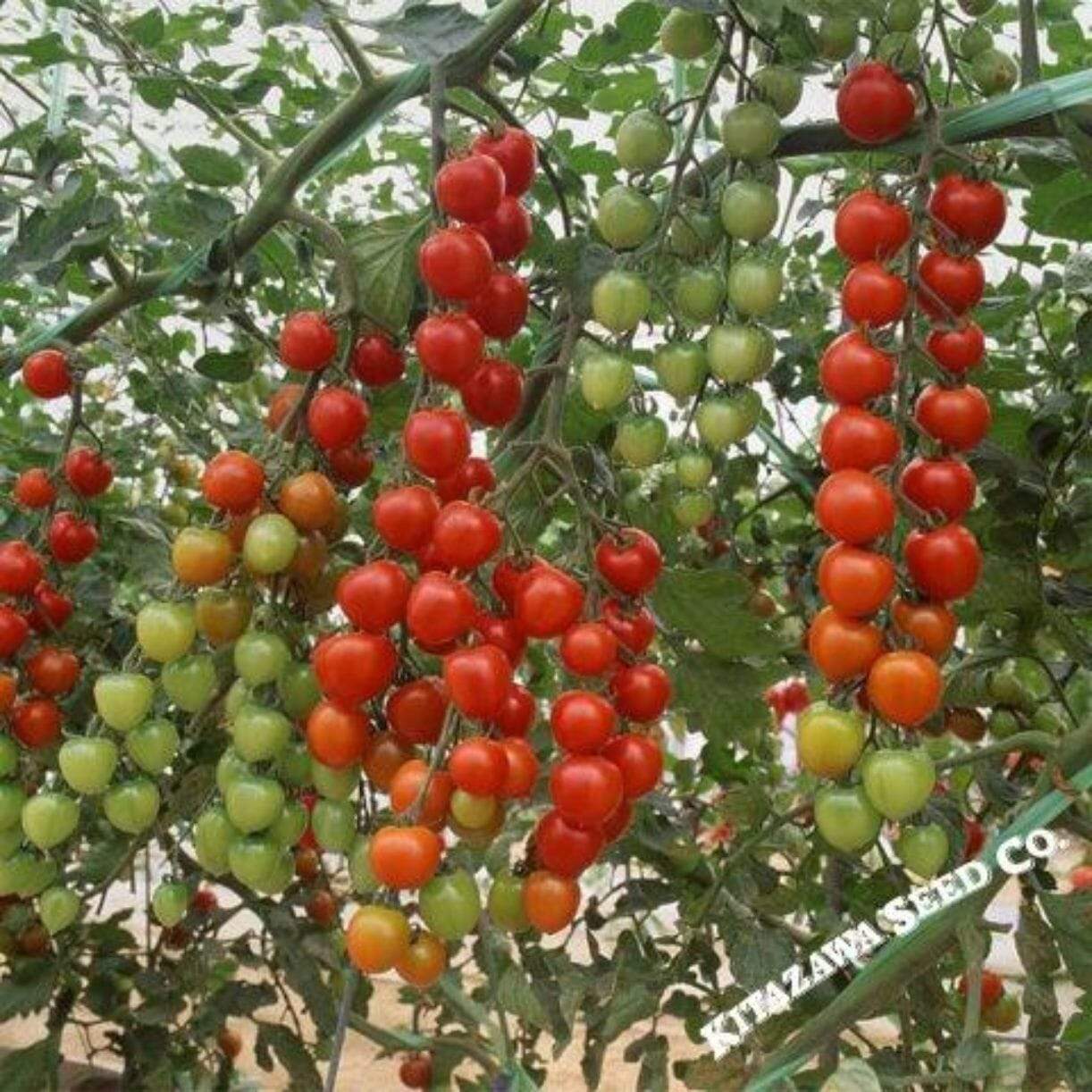 Suncherry Extra Sweet Tomato