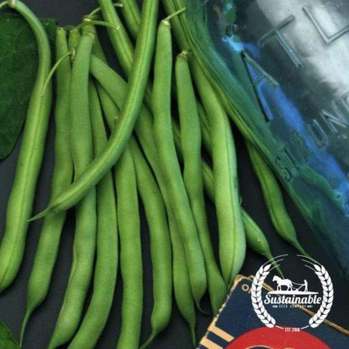Blue Lake Bean