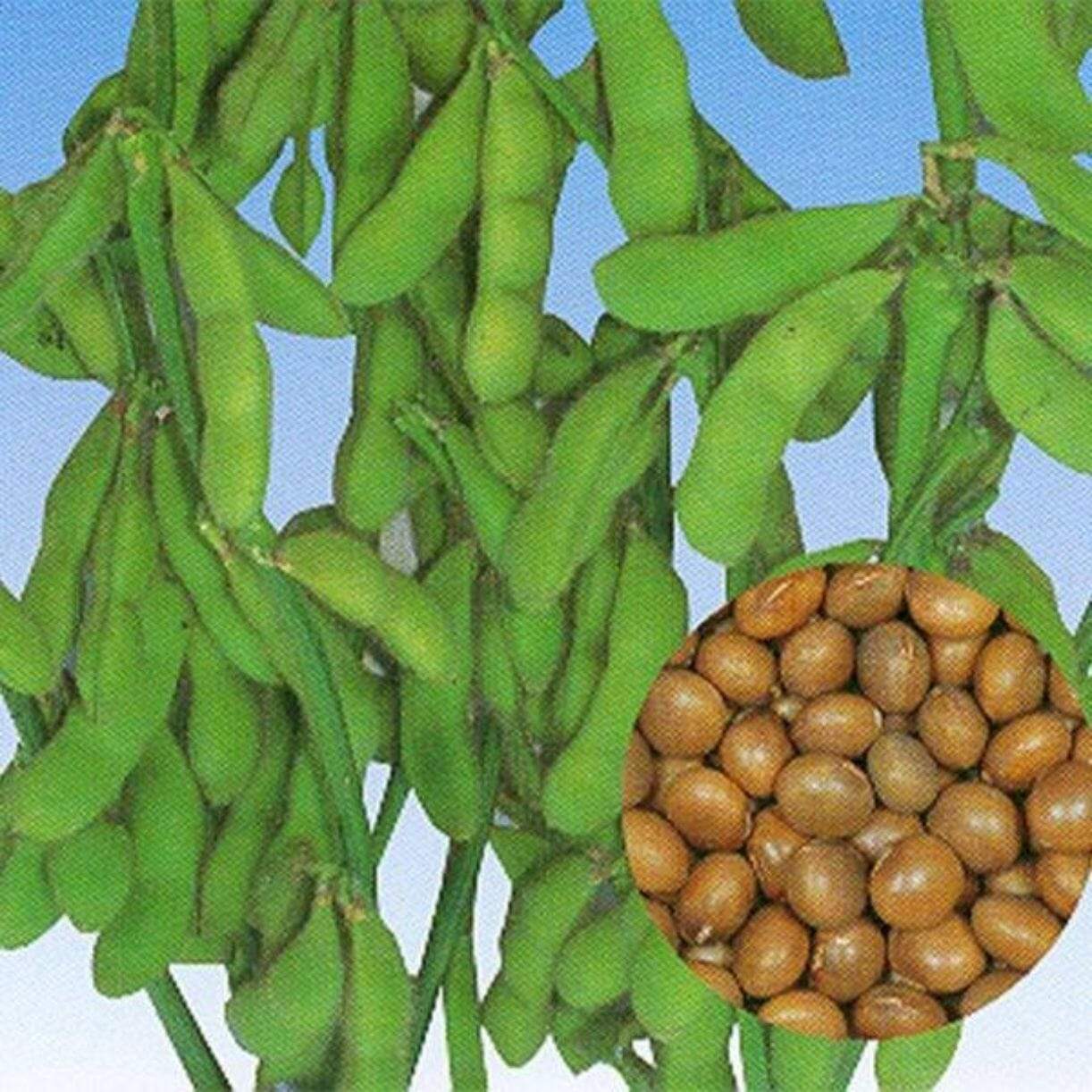 Kouri Edamame Soybean