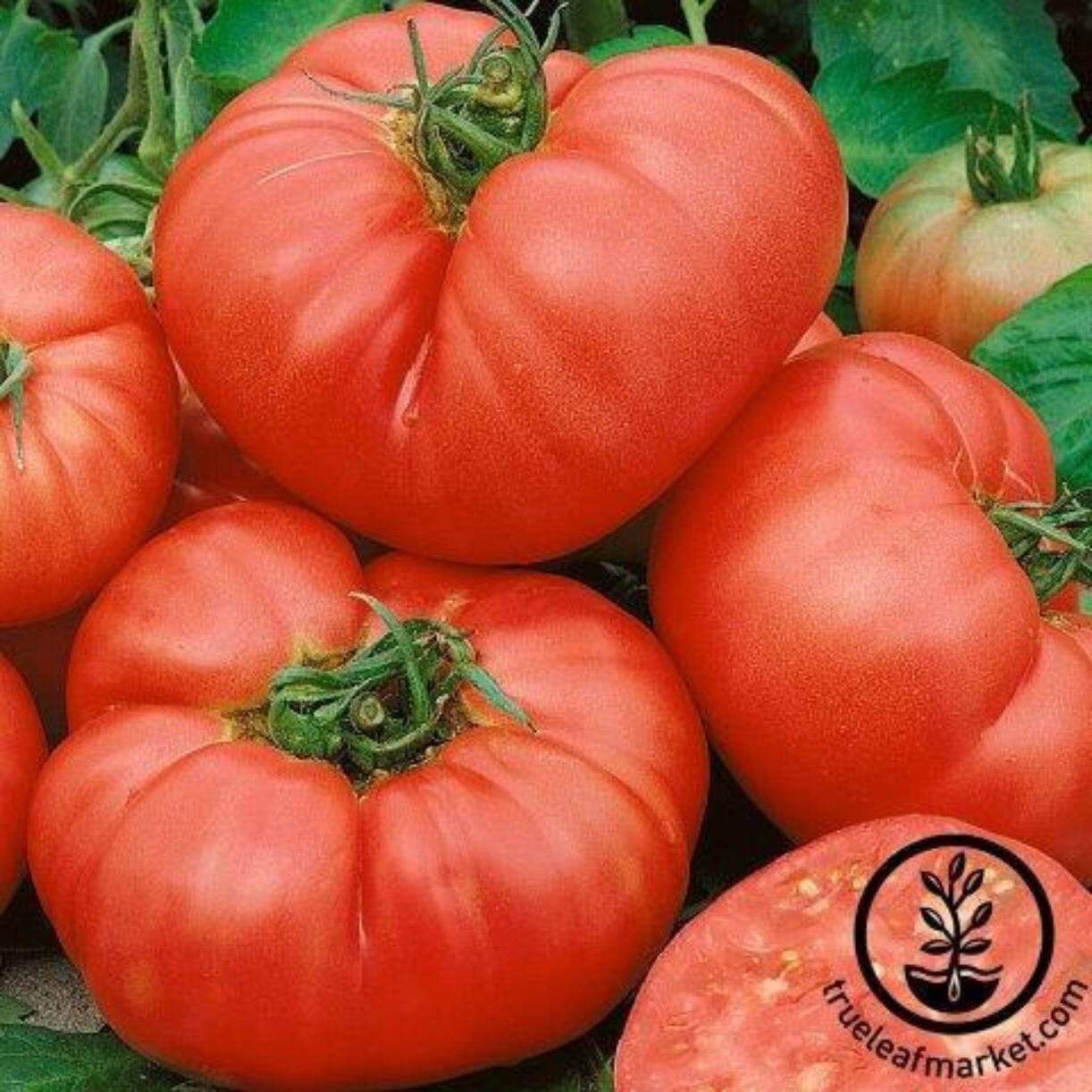One Pound Pink Tomato