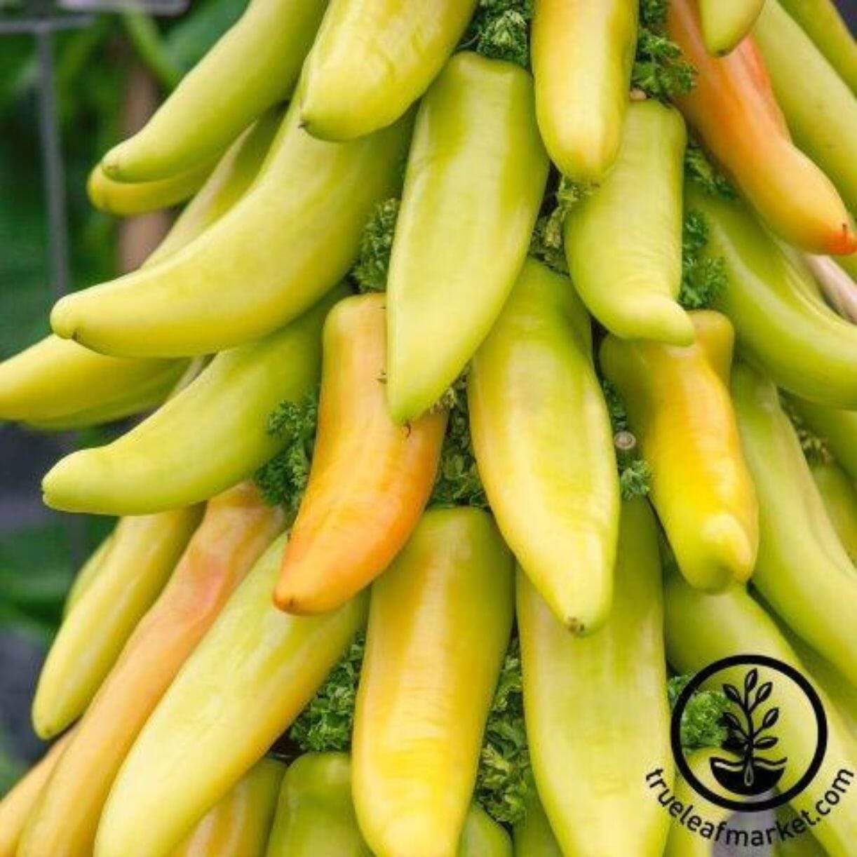 Mexican Sunrise Pepper