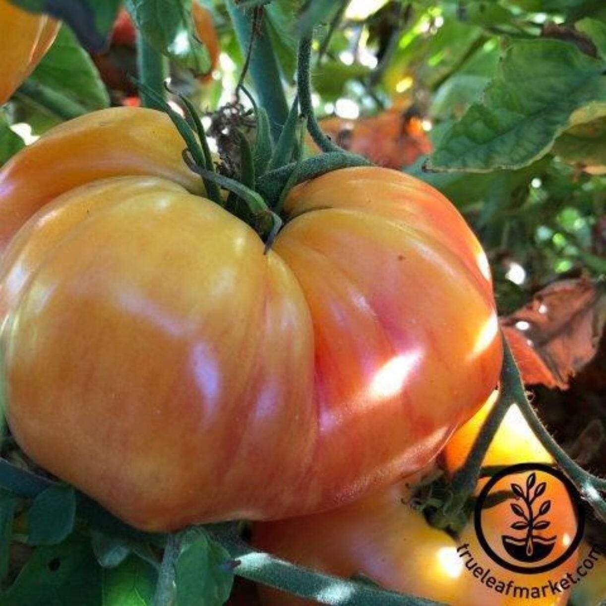 Chef's Choice Striped Tomato