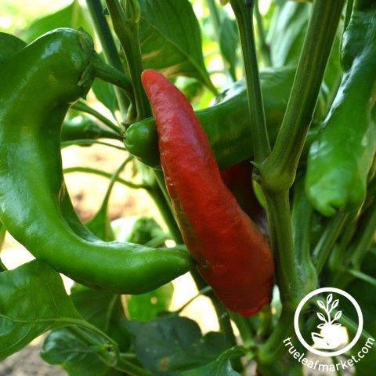 Corno Di Toro Rosso Pepper