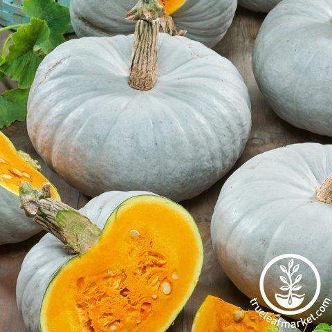Blue Prince Pumpkin