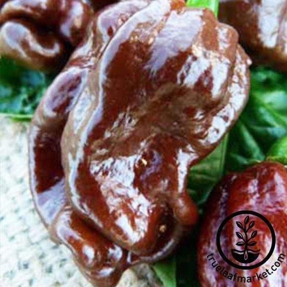 Habanero Chocolate Pepper