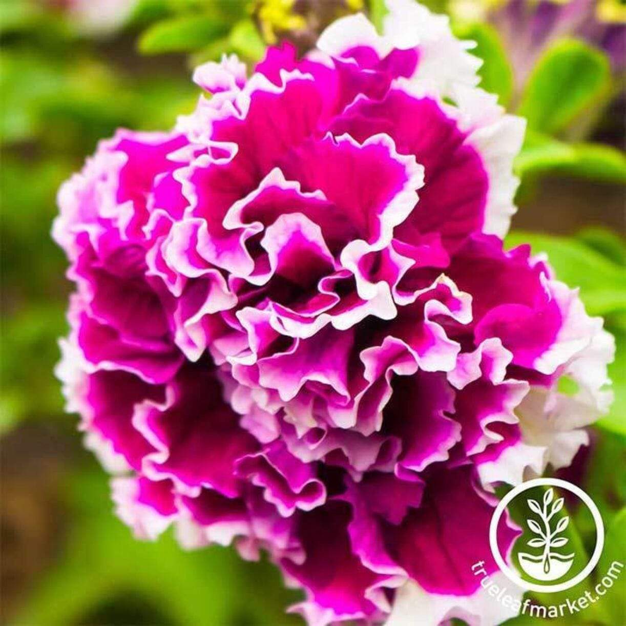 Pirouette Rose Petunia