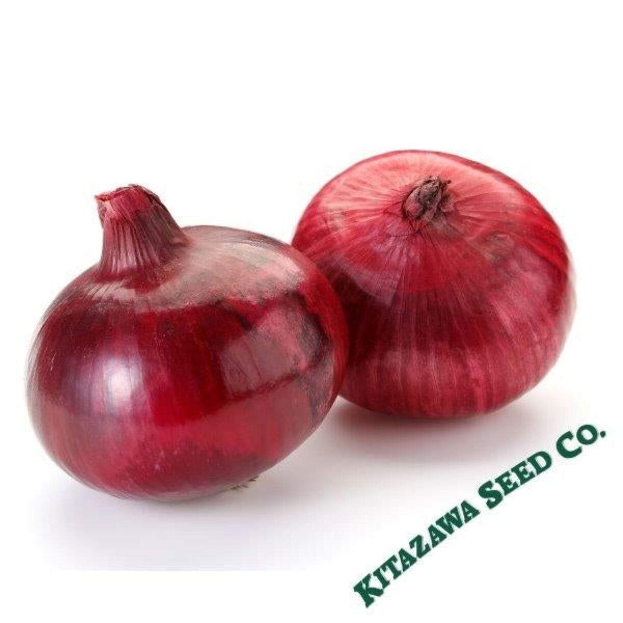 Shonan Red Onion