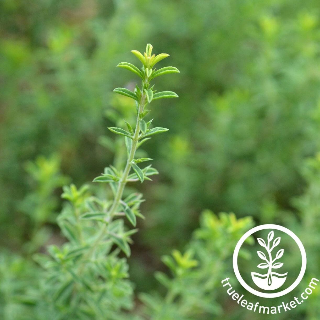 Winter Savory