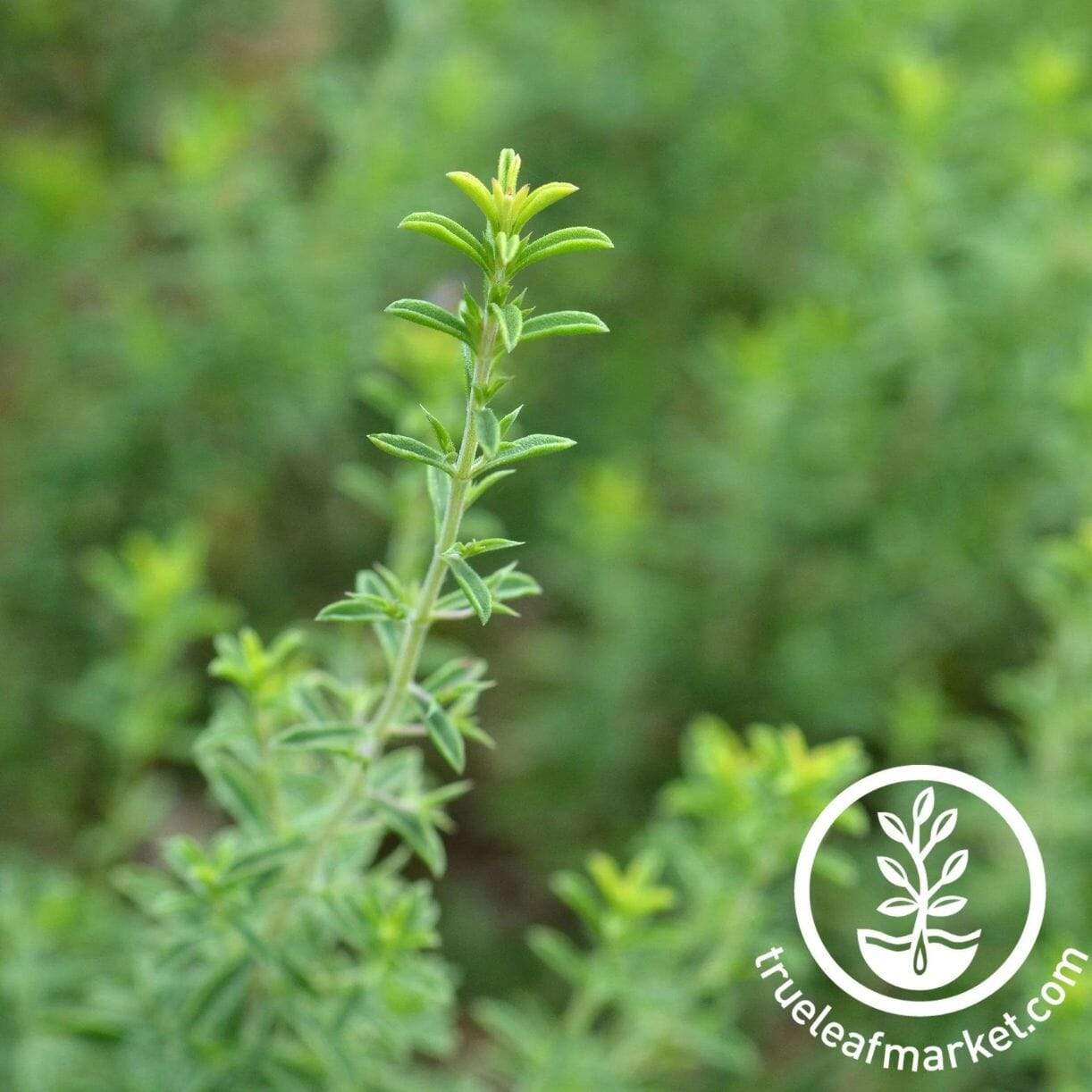 Winter Savory