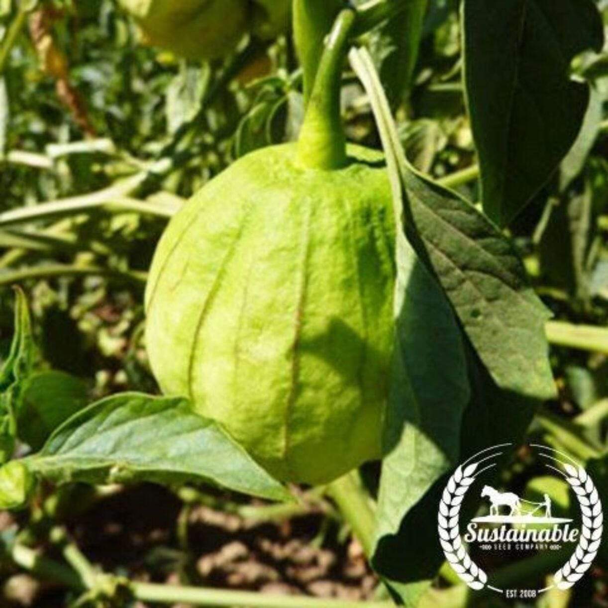 Tomatillo