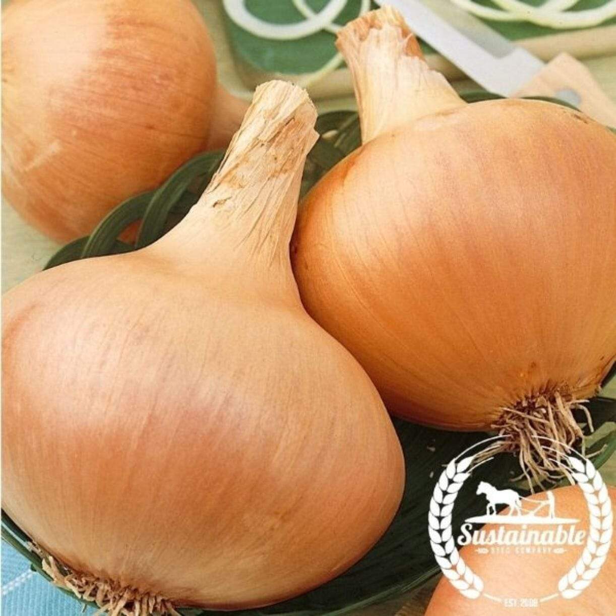 Texas Grano 502 Onion
