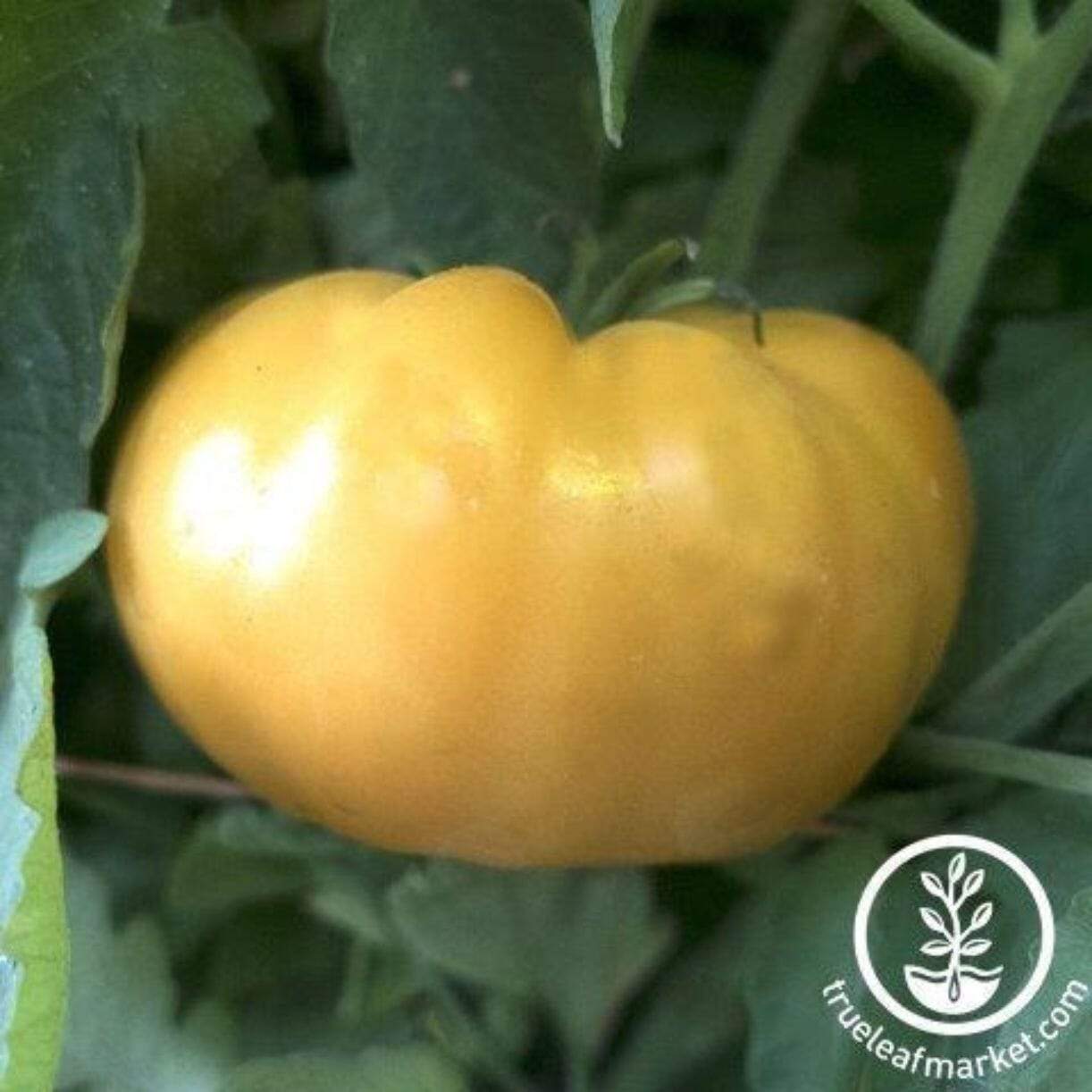 Kentucky Beefsteak Tomato