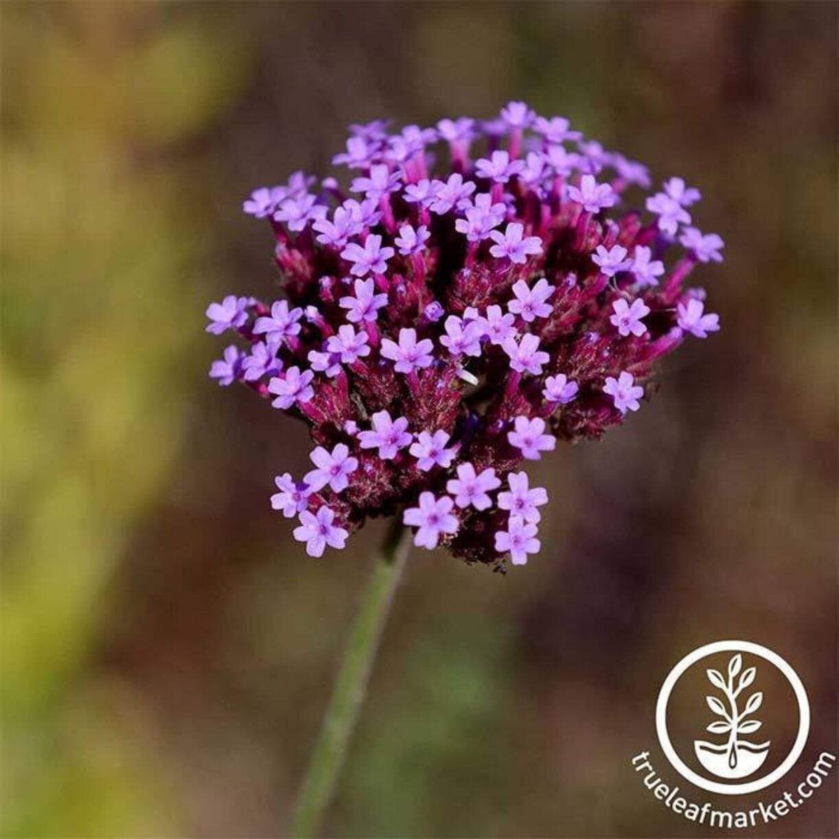 Imagination Verbena