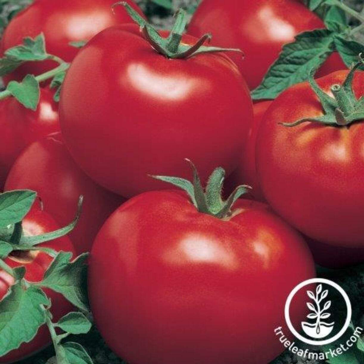 Celebration Tomato