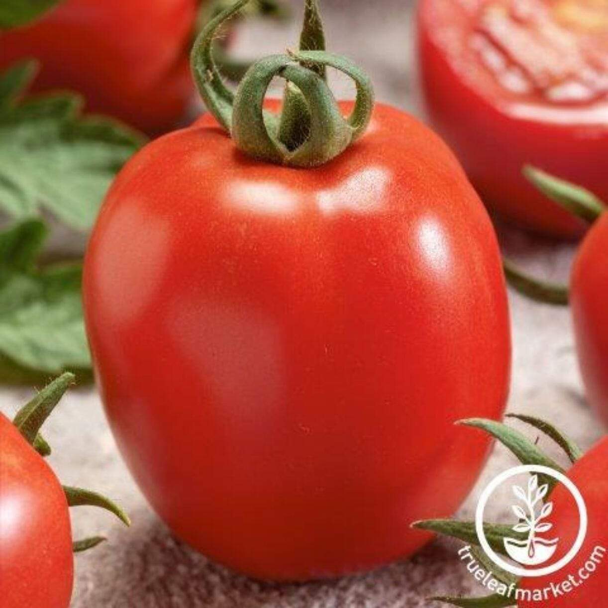 Micado Violetter Tomato