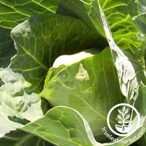 Early Jersey Wakefield Cabbage