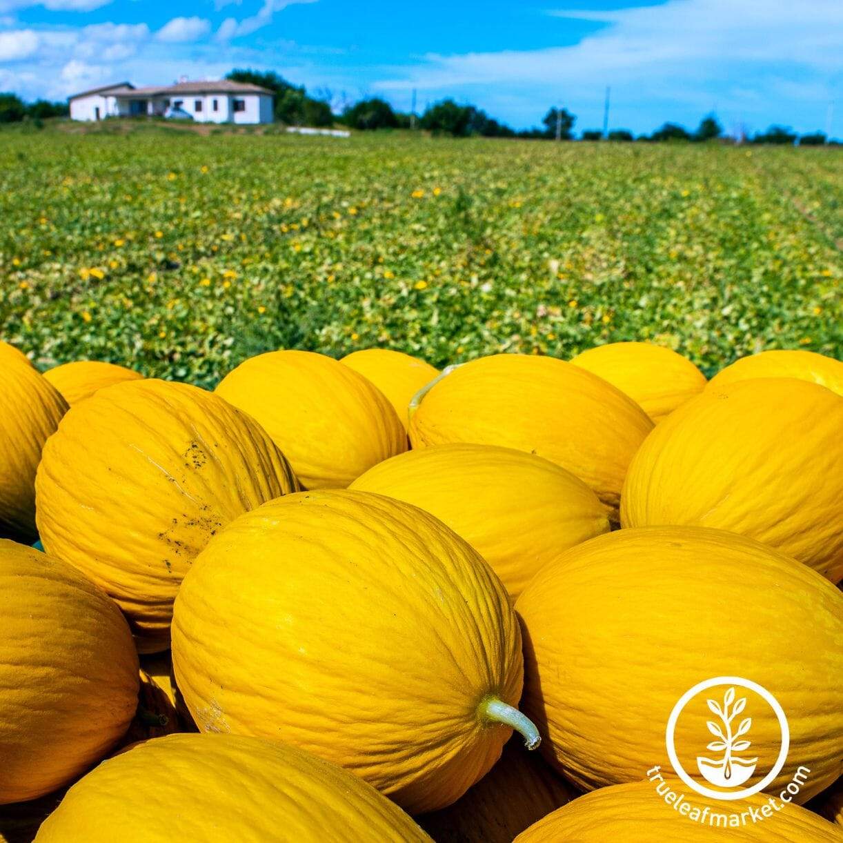 Giallo Canary Rugoso Melon