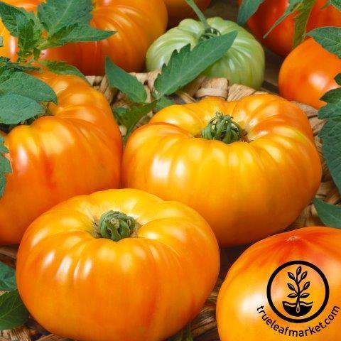 Chef's Choice Bicolor Tomato