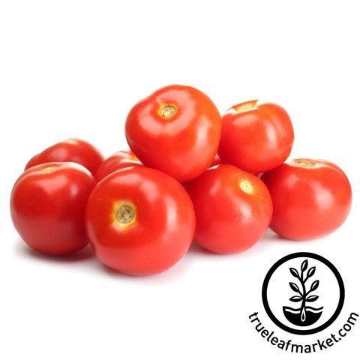 Burgundy Traveler Tomato