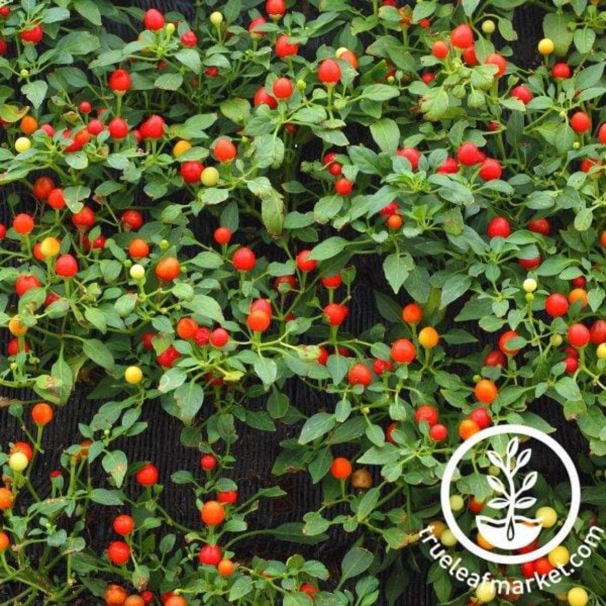 Tepin Pepper