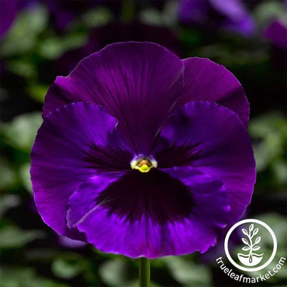 Delta Premium Series Pansy