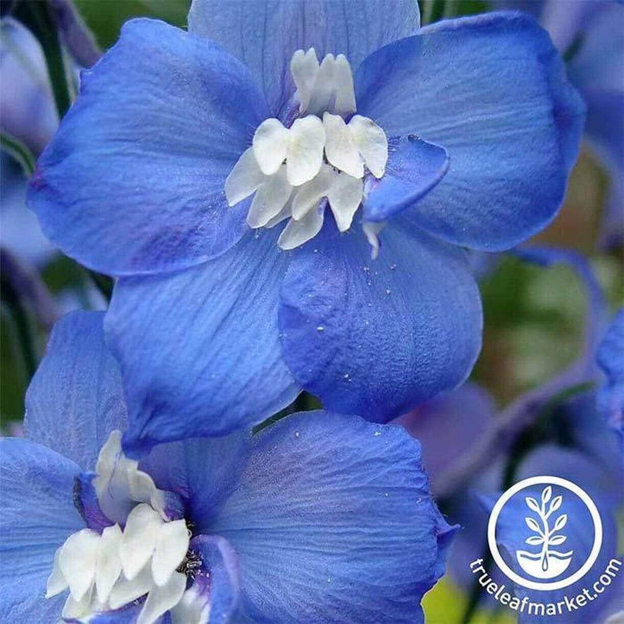 Magic Fountains Series Delphinium