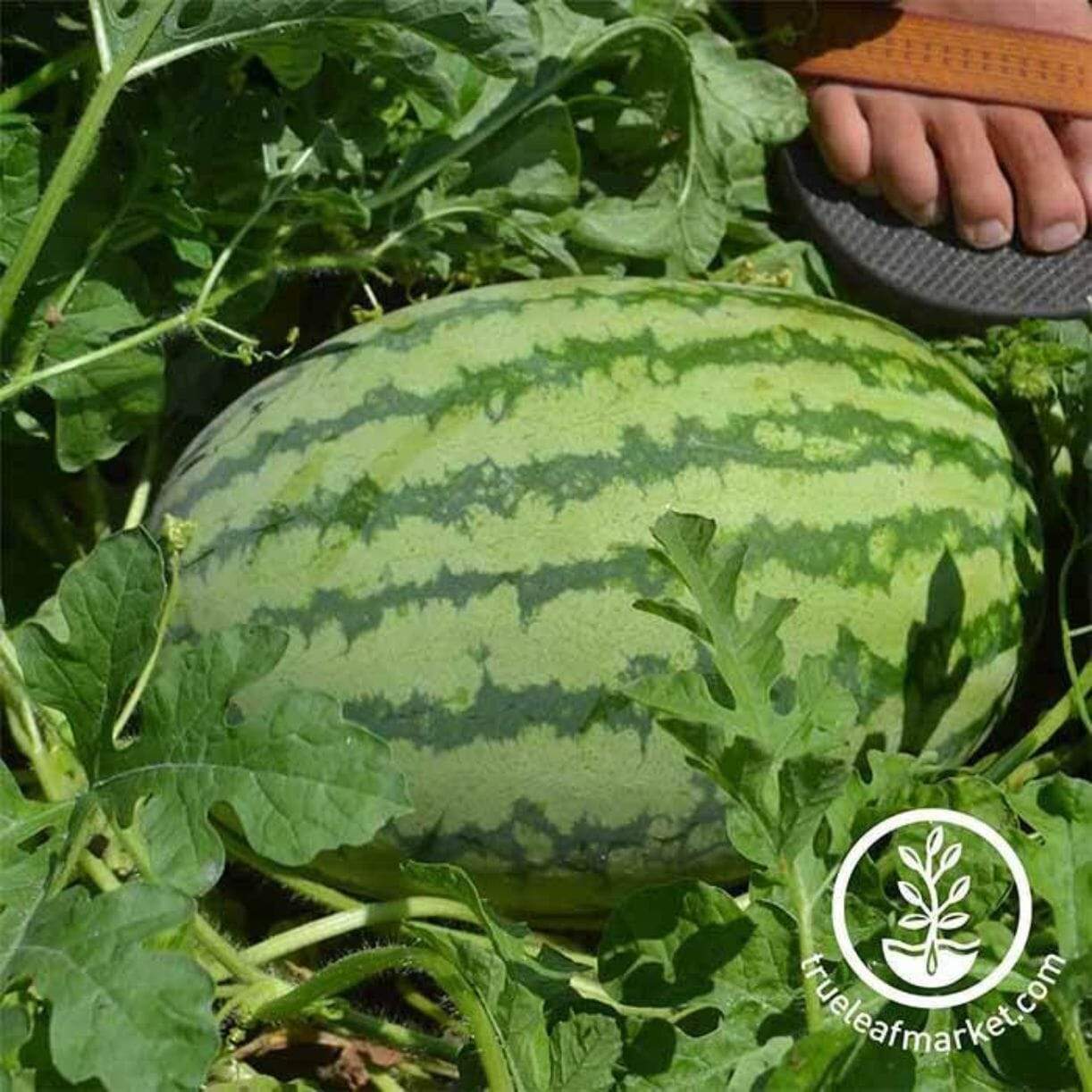 Striped Klondike Blue Ribbon Watermelon