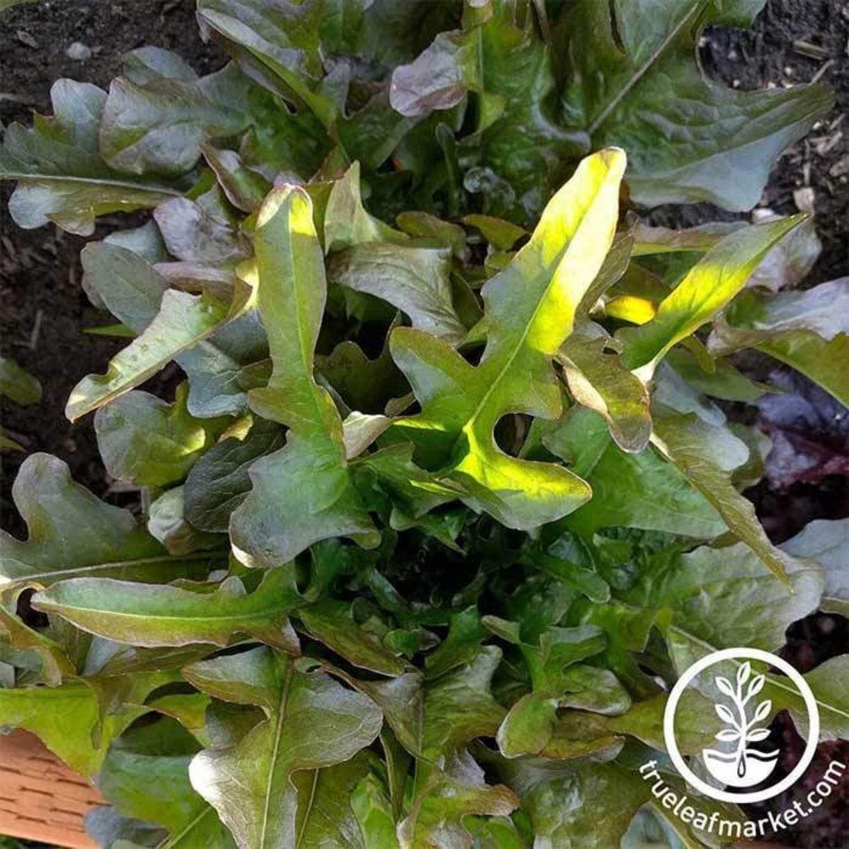 Bronze Guard Lettuce
