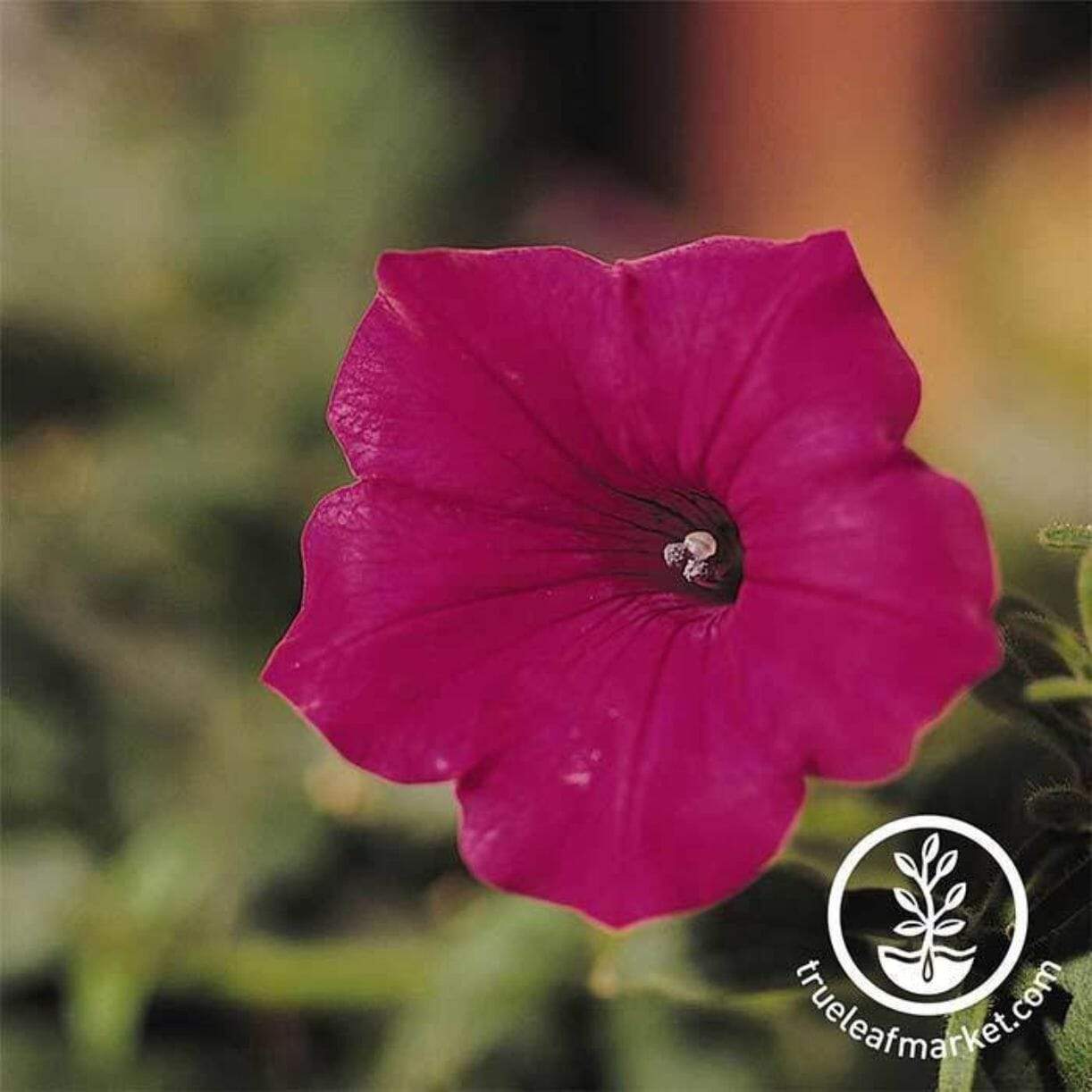 Tidal Wave Series Petunia