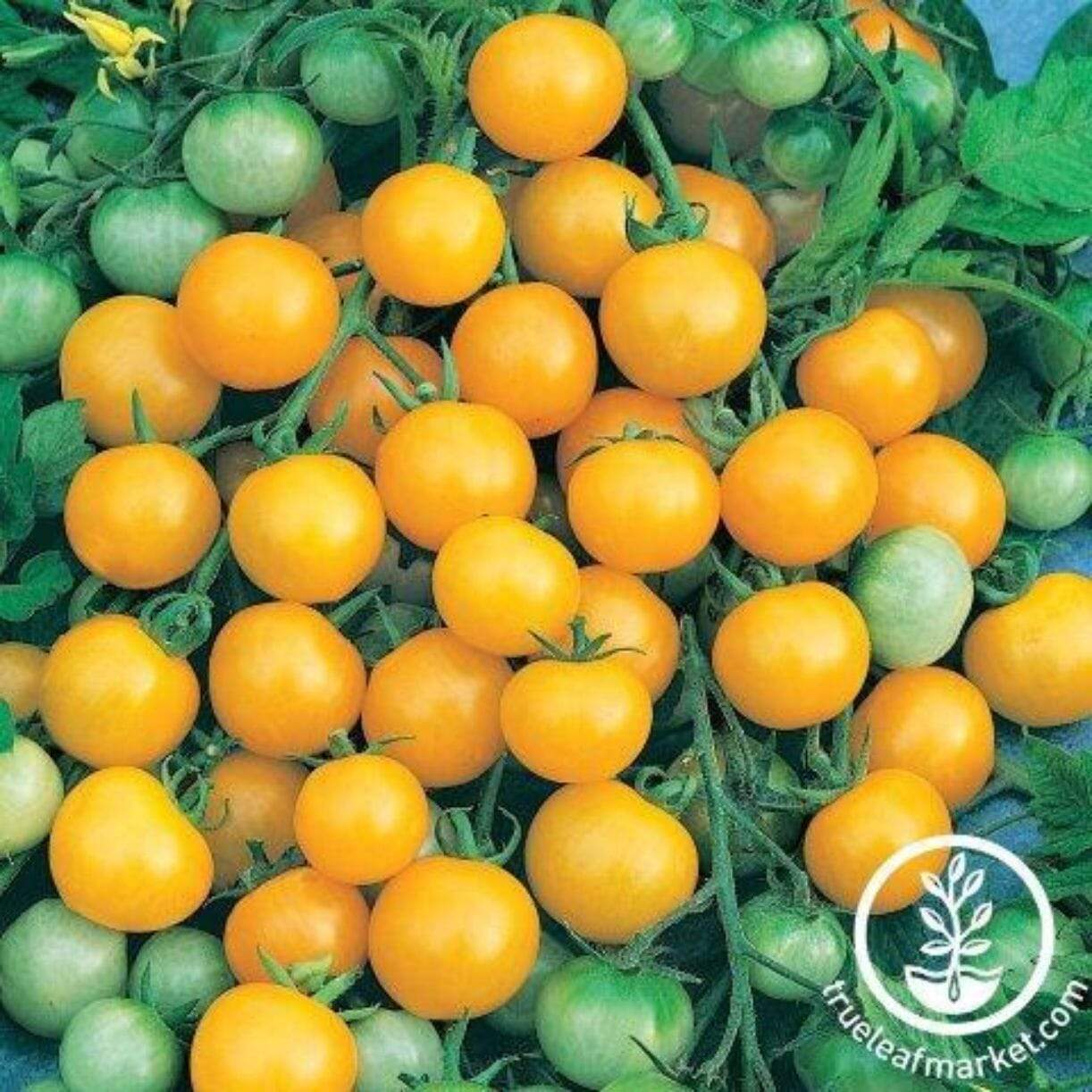 Honeybee Tomato