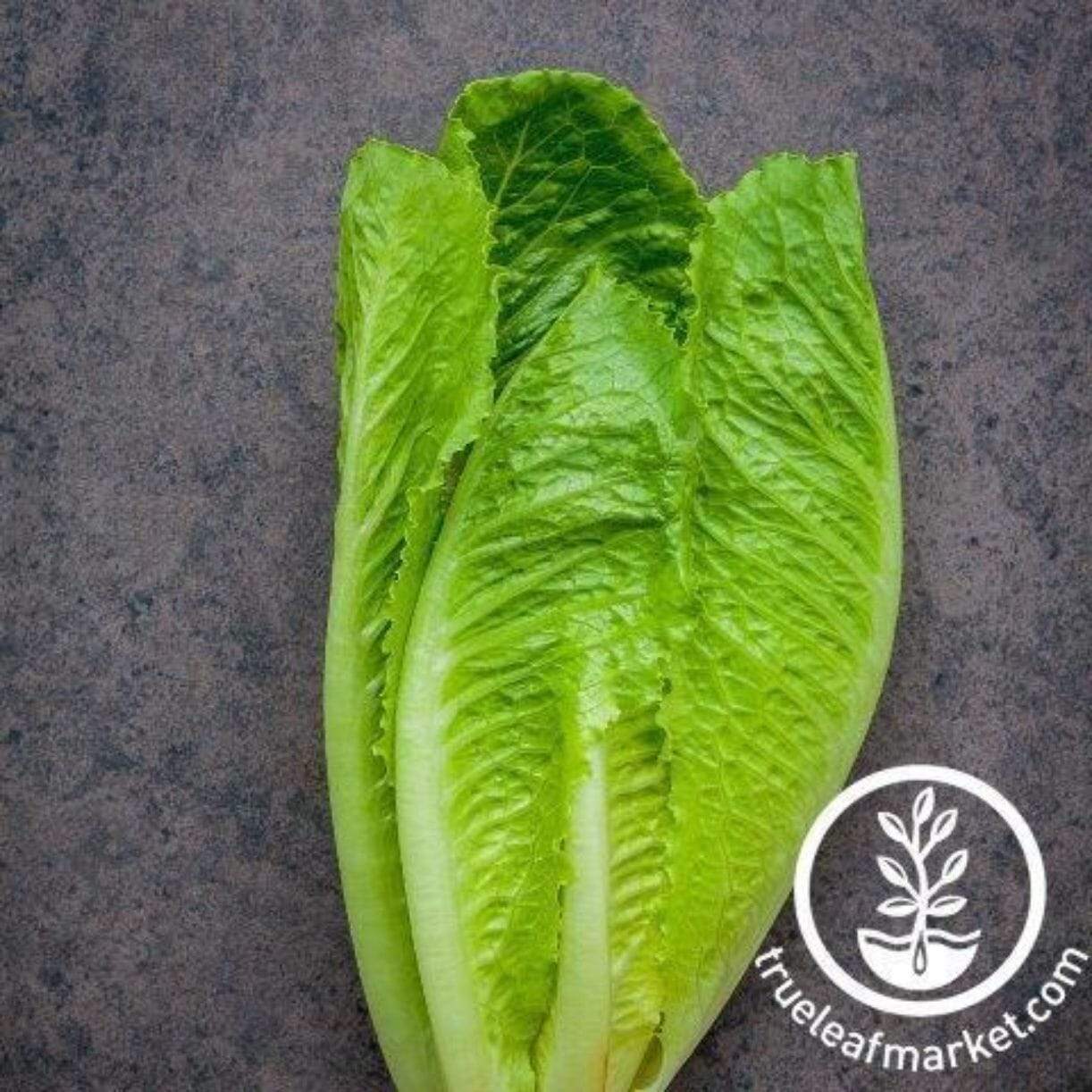 Dark Green Cos Lettuce