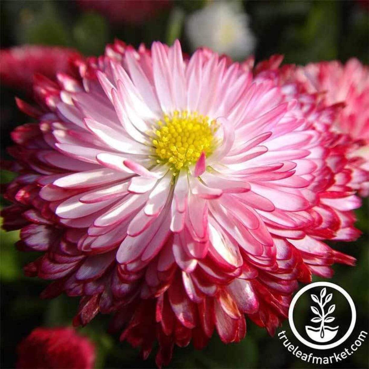 Habanera Mixture Bellis (English Daisy)