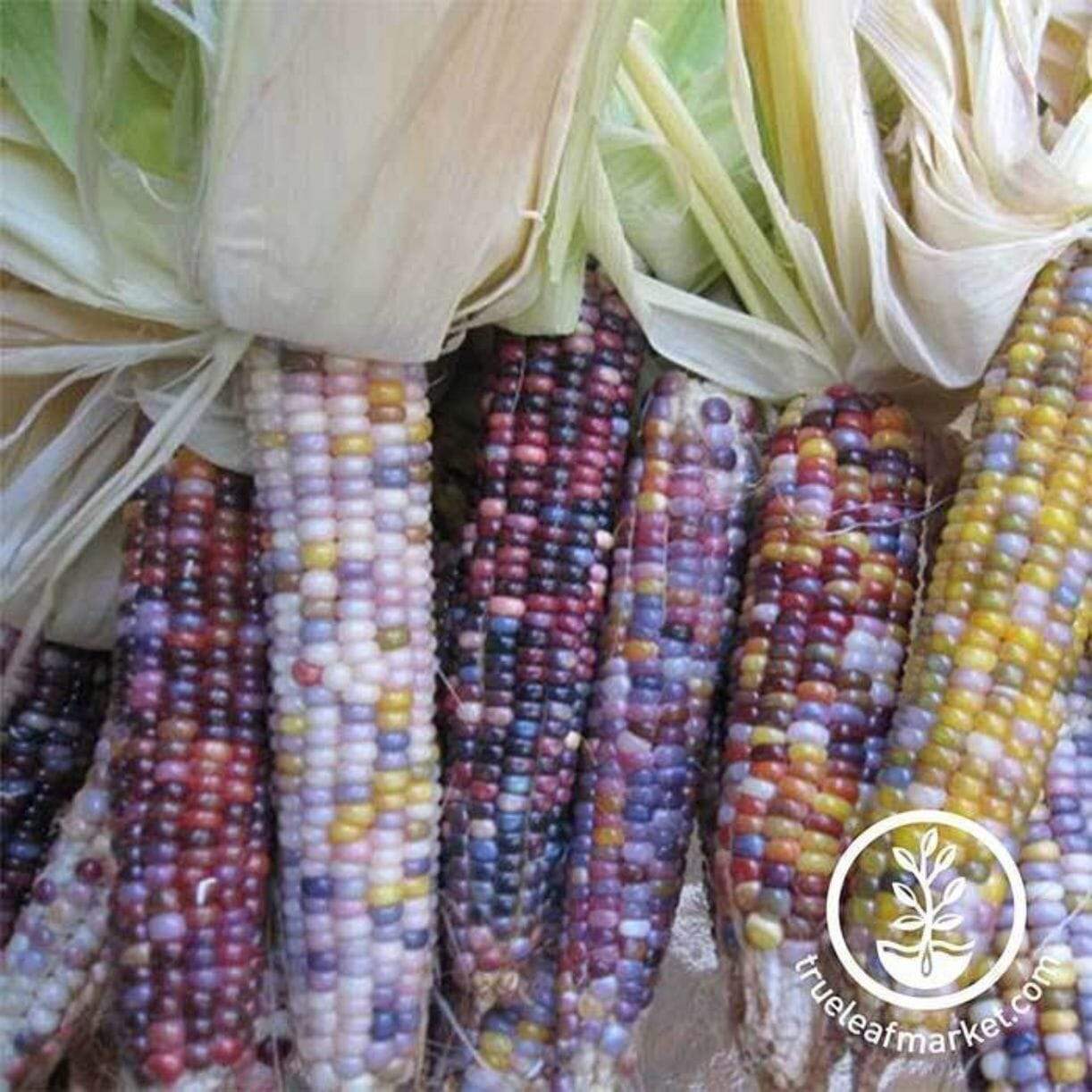 Glass Gem Corn
