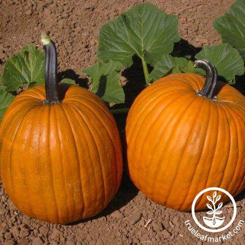 Early Harvest Pumpkin