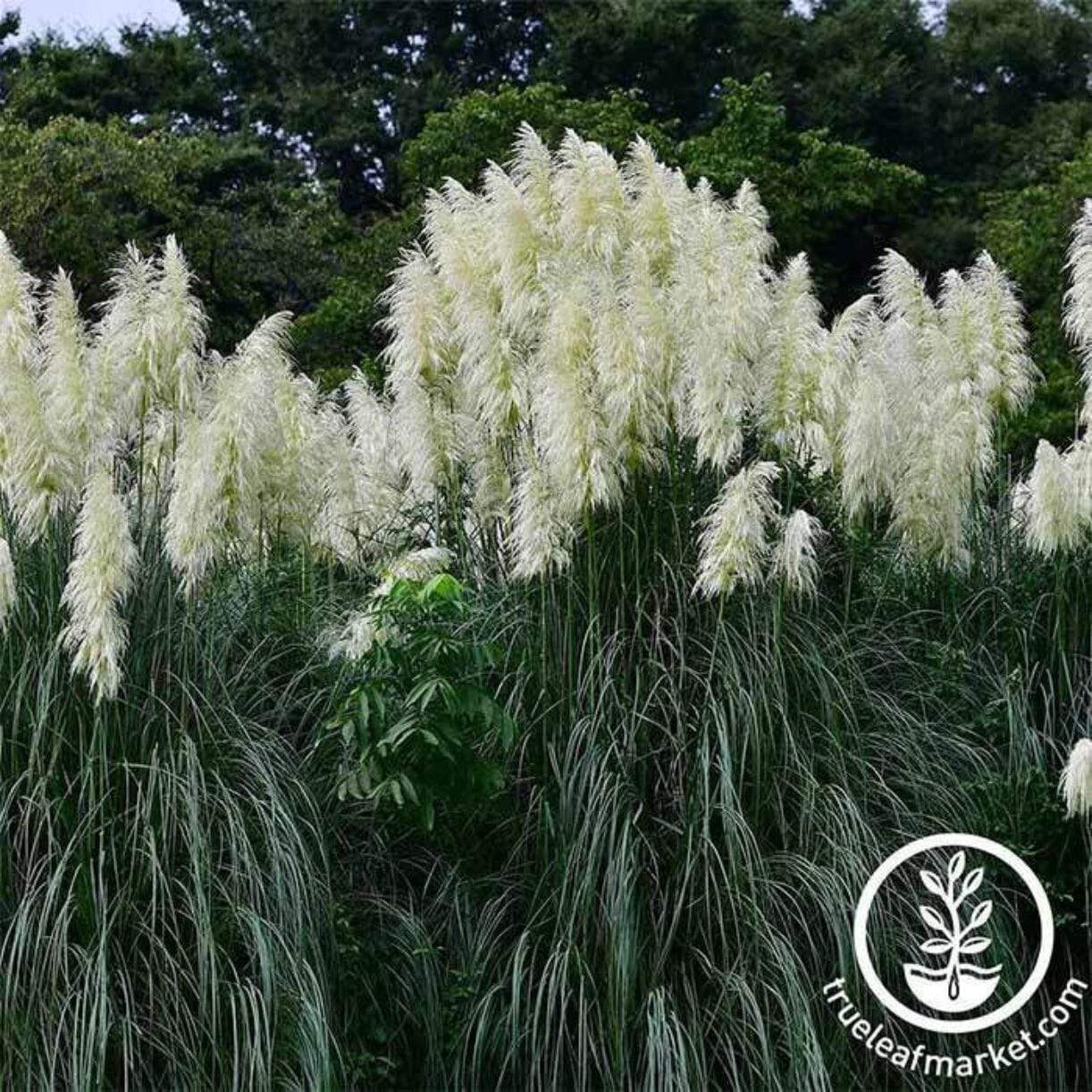 Pampas Grass