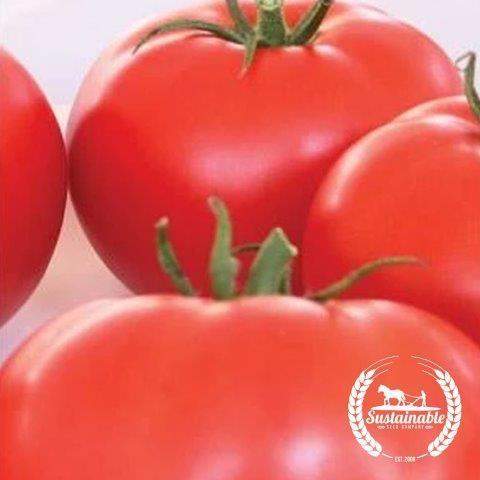 Red Ponderosa Beefsteak Tomato