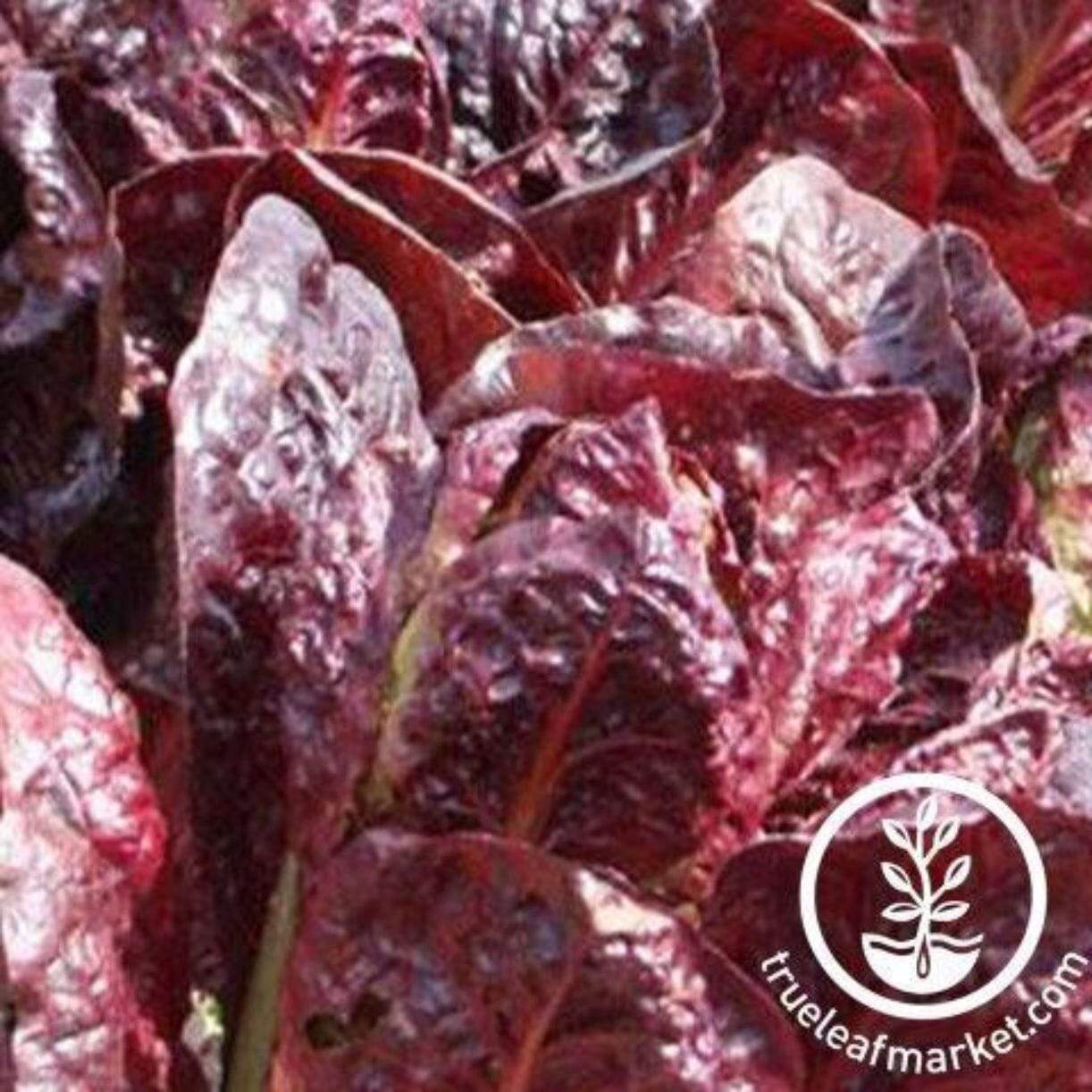 Super Red Romaine Lettuce