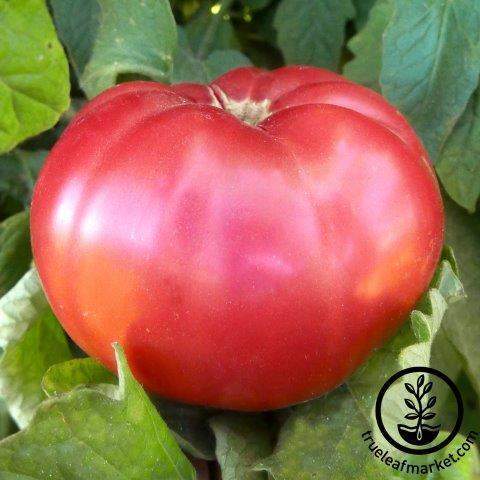 Giant Belgium Pink Tomato