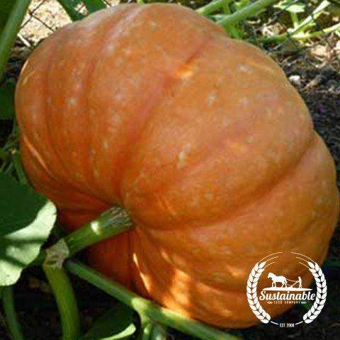 Hopi Orange Squash