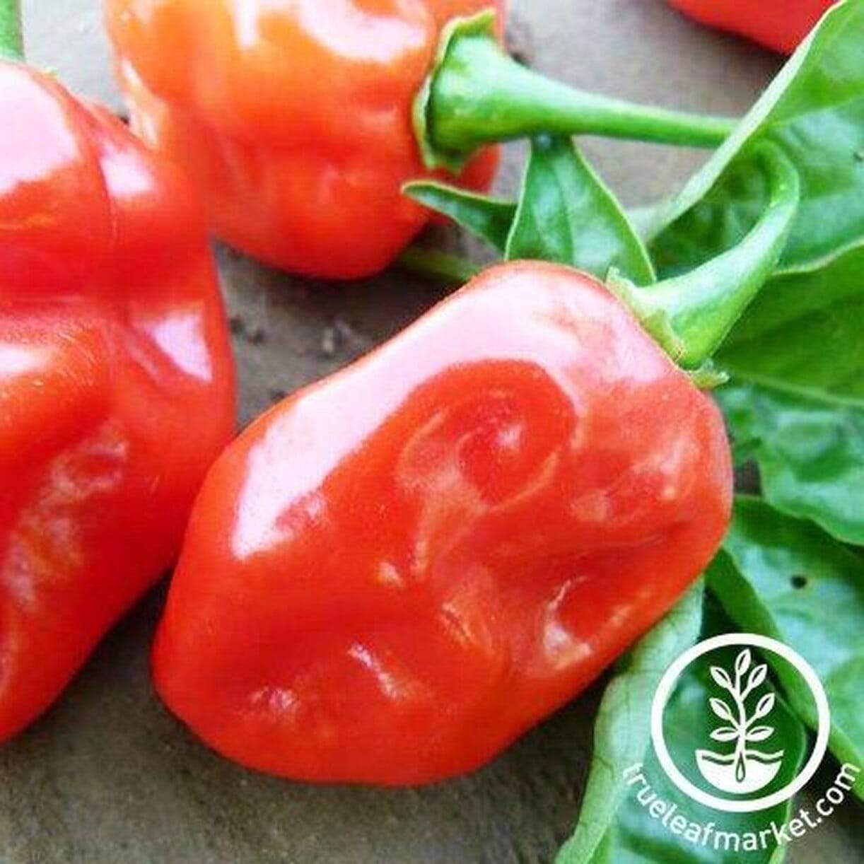 Tobago Seasoning Pepper