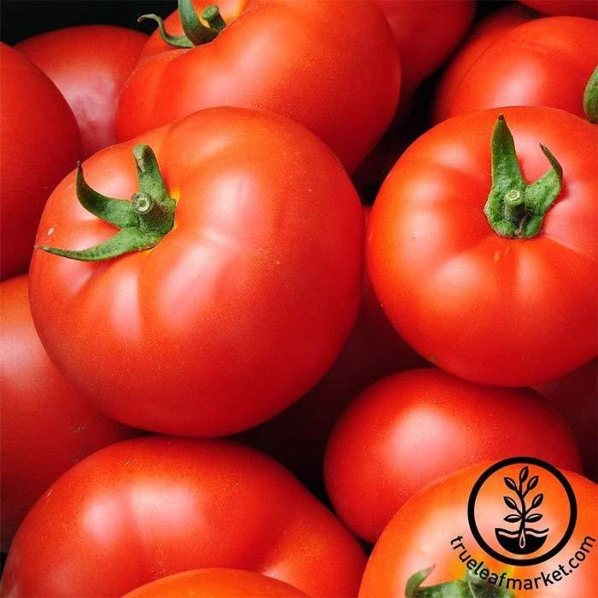 Early Girl Tomato