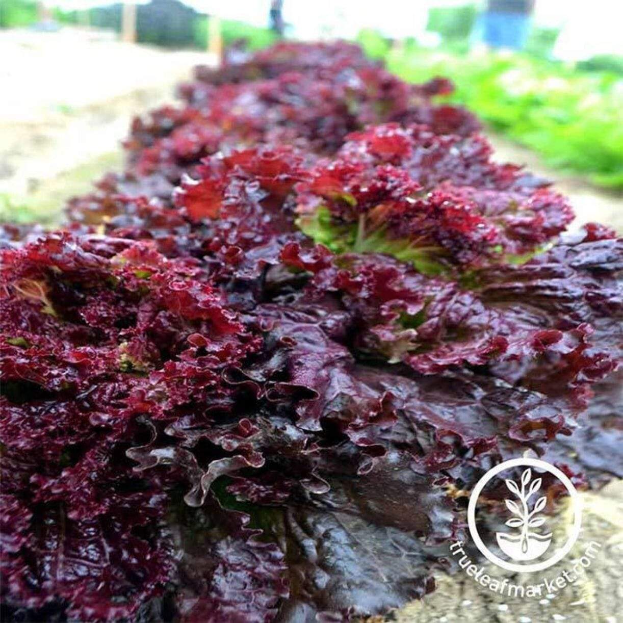 Ruby Red Rhubarb