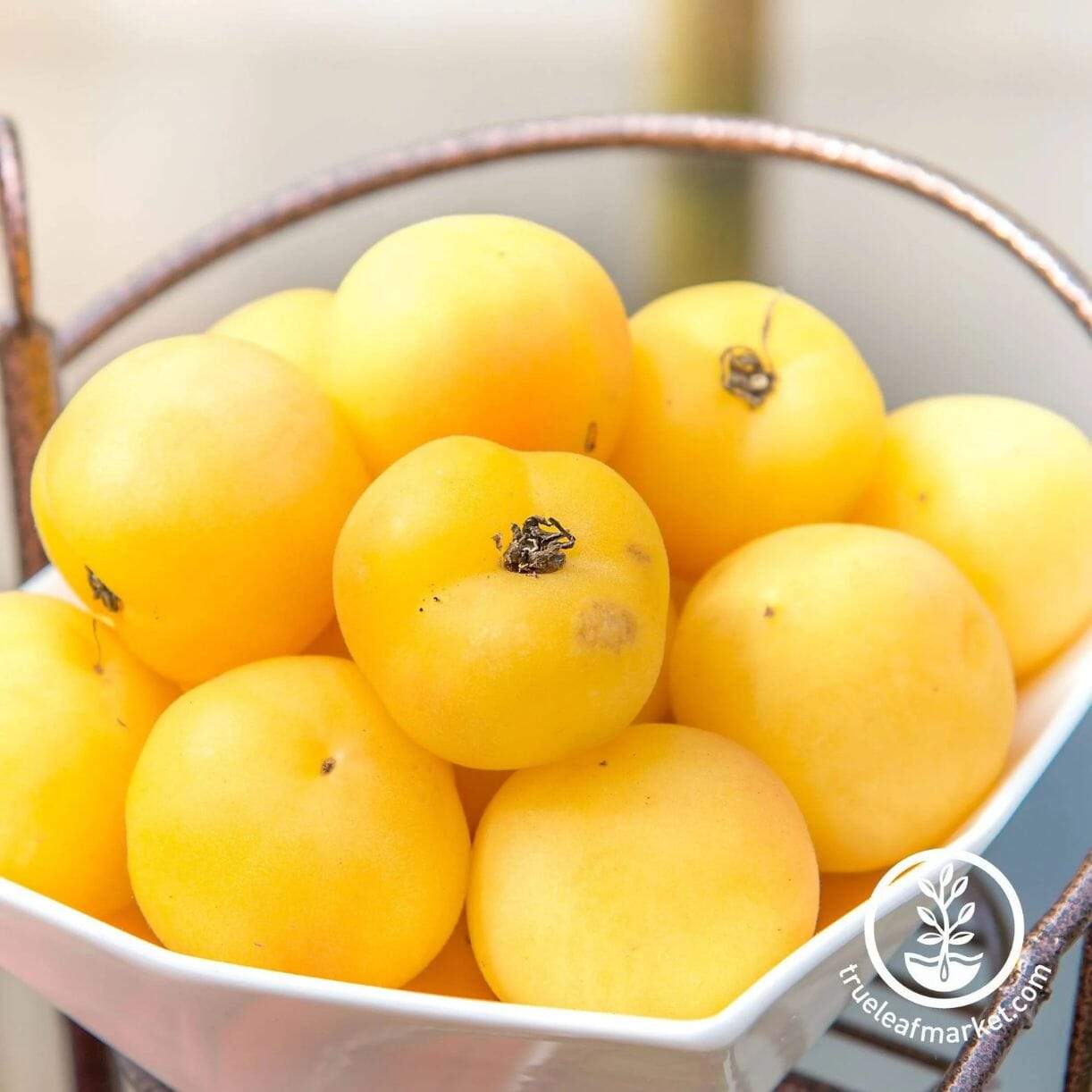 Beefsteak White Tomato