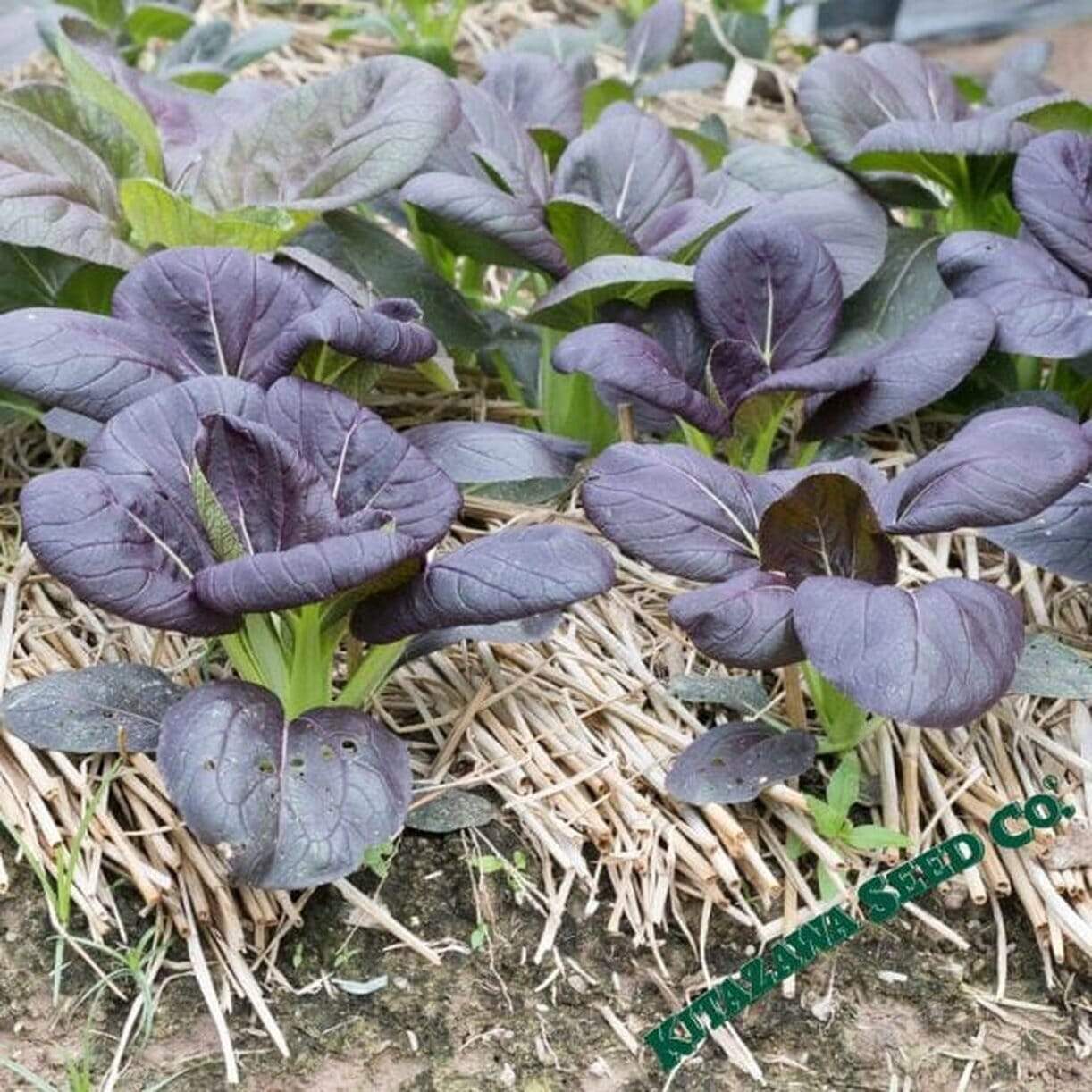 Osaka Purple Mustard