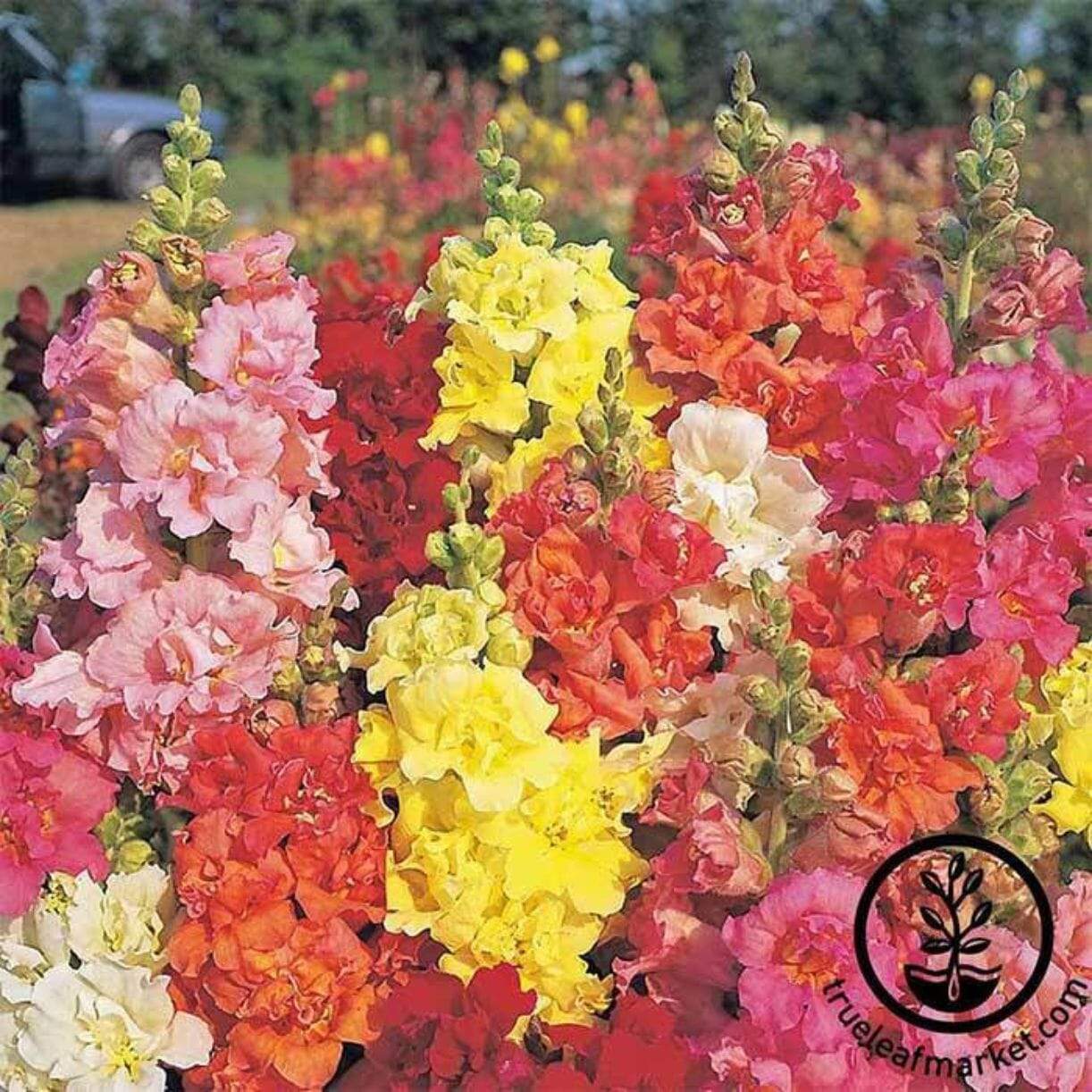 Madame Butterfly Mixture Snapdragon